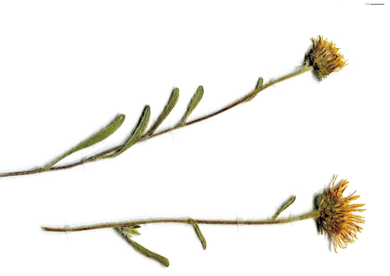 Inula montana (Asteraceae)